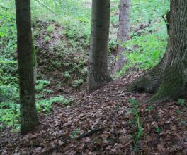 tyczenie-dzialka-teren-lesny (4).jpg